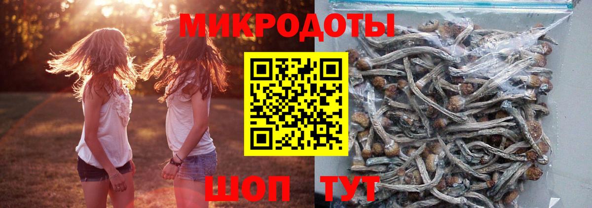 Псилоцибиновые грибы Psilocybe Шарыпово